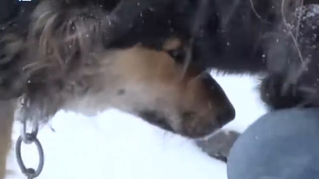 Друг 12 канал смотреть онлайн