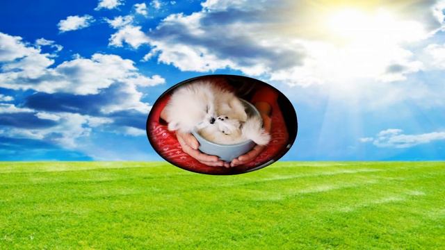 Счастье на ладошке!!! Крохотные милые детеныши животных, которые помещаются на ладошке.. смотреть онлайн