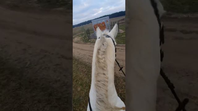 🤔Конь пугается без причины? Как приучать коня не бояться? смотреть онлайн