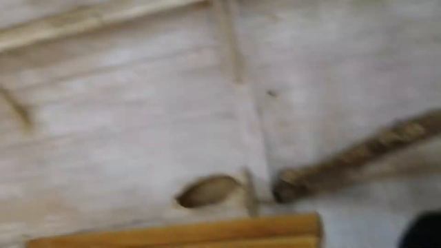 Влог из контактного зоопарка "обнимашки" смотреть онлайн