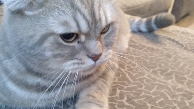 Взорвал интернет! Толстый кот злодей - Самый злой кот в мире. Говорит пошёл на мама МАаа МА... . смотреть онлайн