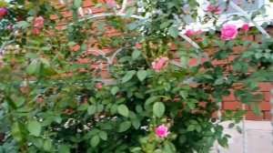 Плетистая роза "Камелот", цветение. Июль 2021.