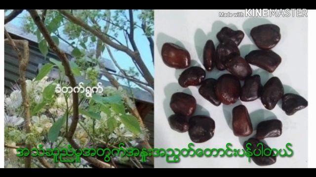 How To Use Tamarind Seed - Traditional Remedies смотреть онлайн