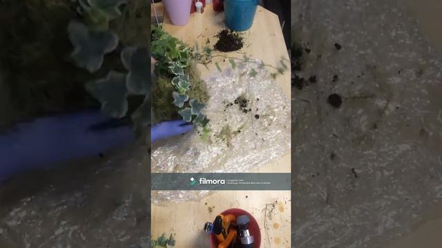 Кокедама с Хедерой смотреть онлайн