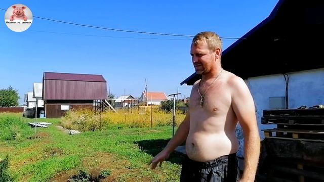 Миллион на свиньях. Закуп кормов. смотреть онлайн