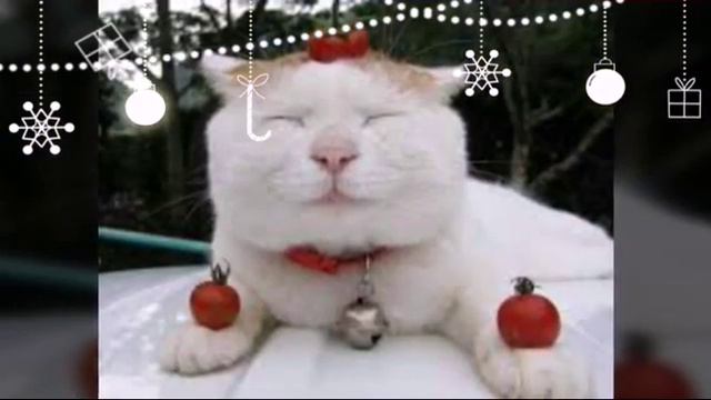 Рождество красиво!!!😇 смотреть онлайн