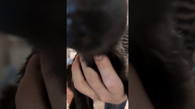 Папа купи катёнка