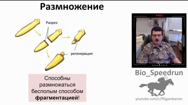 5. Плоские черви (Speedrun зоология 7 класс, ЕГЭ, ОГЭ 2021) смотреть онлайн
