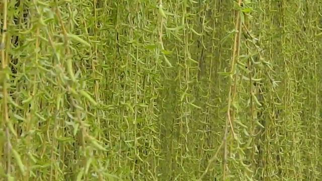 Salix babylonica Pendula смотреть онлайн