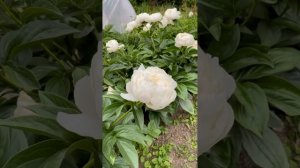 Пион “Elsa Sass” идеального сложения пион. Пионы почтой России на осень 2023г. Цветочный рай.