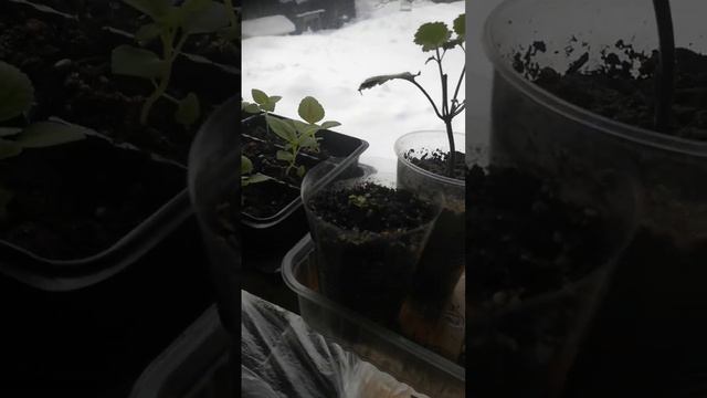 Мои новые растения смотреть онлайн