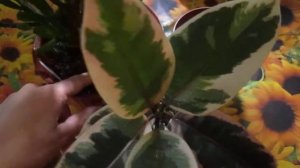 Цветочные будни. 5 способов избавления от белого соляного налета на поверхности цветочных горшков