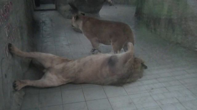 Азиза пришла здороваться, Симба ждал её поиграть. Aziza came to say hello, Simba was waiting to pla смотреть онлайн