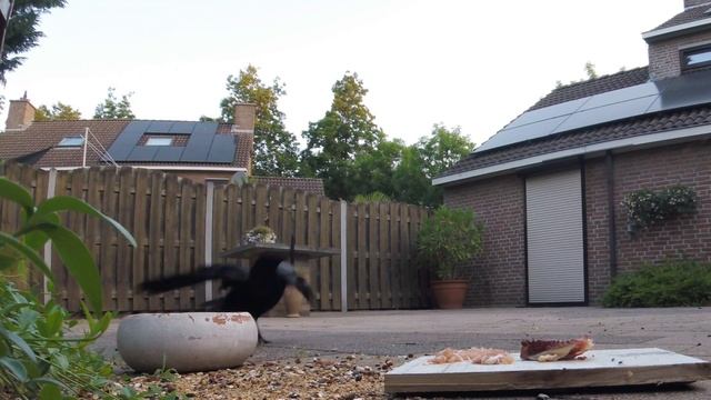 ...ЕСЛИ БЫ НЕ СОСЕД? #птицы #врановые #ворона #кормушка #наблюдение смотреть онлайн