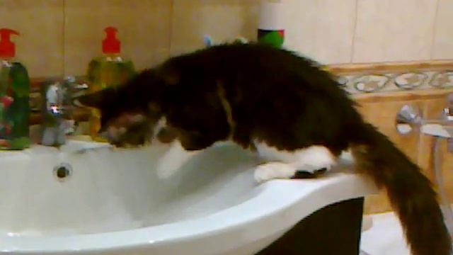 Мейн кун играет с водой)) смотреть онлайн