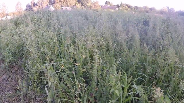 Сидерат перезрел... смотреть онлайн