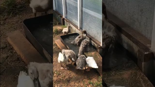 Утка индийский бегунок. смотреть онлайн