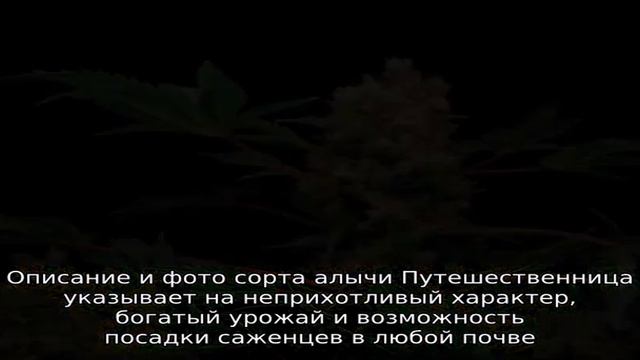 Описание и фото алычи сорта Путешественница смотреть онлайн