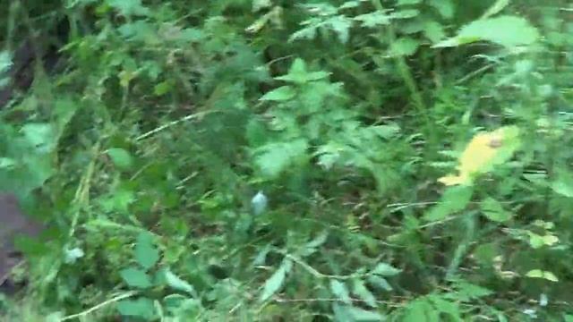 Лесные Копатели "ЛЕСНОЙ ФУНДАМЕНТ" (шурф) 1 часть смотреть онлайн