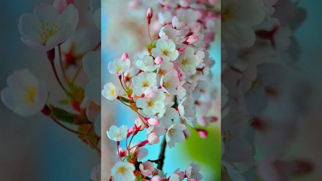 #5апреля - Никонов день. Сделайте генеральную уборку, заварите мятный чай. смотреть онлайн