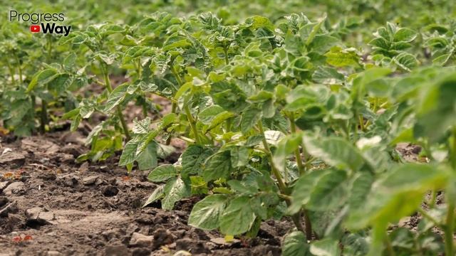 Что МОЖНО Посеять, Посадить Осенью? смотреть онлайн