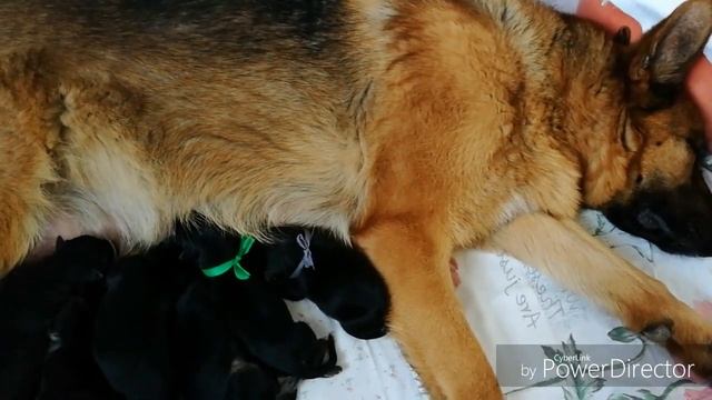 Роды Немецкой овчарки, собака рожает дома, Как помочь собаке при родах, предродовые признаки у соба смотреть онлайн