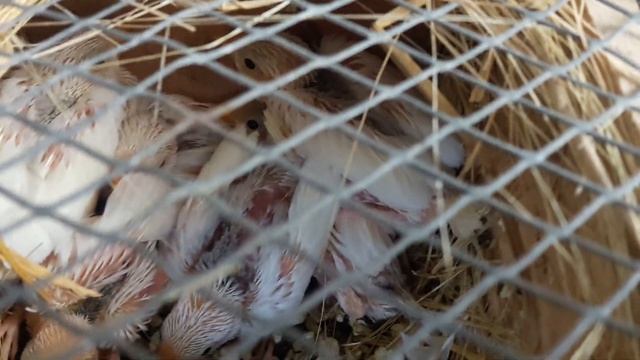 white java chicks half covered healthy and good size смотреть онлайн