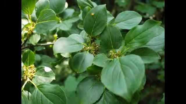 жостер смотреть онлайн