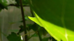 Виноград селекции Донского казачества, прививки новинок 2024 года.