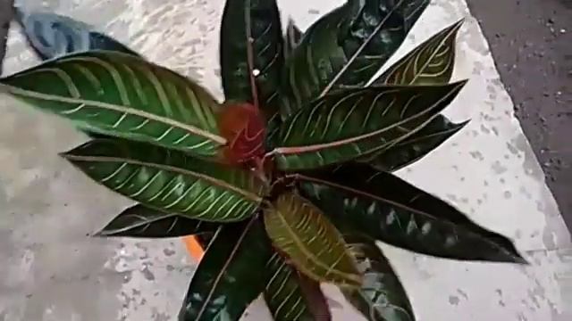 Aglaonema Black Pride Of Sumatra