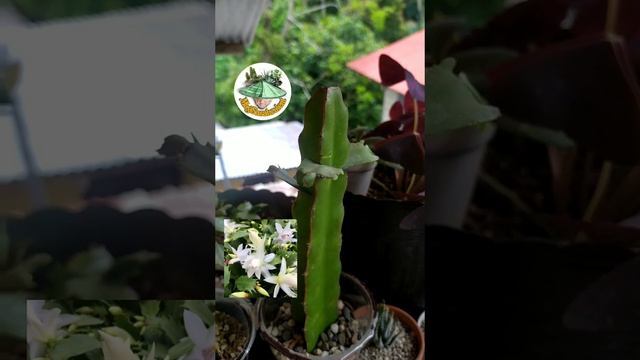 Day 1 of my grafted Schlumbergera truncata the Thanksgiving cactus. смотреть онлайн