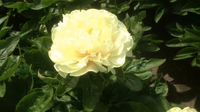 Peony Sunny Boy - Www.peonyshop.com