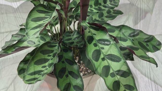 50 CALATHEA PLANT IDENTIFICATION 🌱 | VARIETIES | PLANT CARE | COLLECTION смотреть онлайн