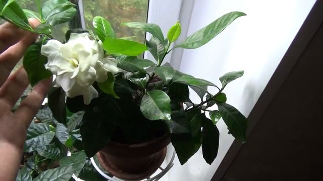 Гардения Жасминовидная. Мой уход. смотреть онлайн
