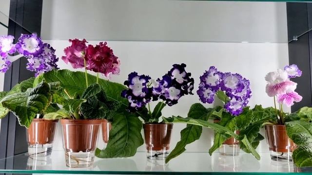 Стрептокарпусы DS-2403, DS-Пегас, DS-1920 смотреть онлайн