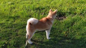 Акита-ину 5 месяцев. Лает