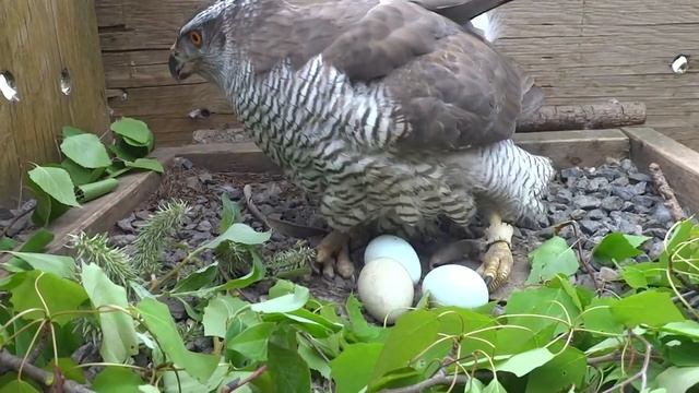 Самка ястреба-тетеревятника на гнезде. Часть 2.