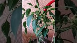 Вы узнаете когда надо поливать красный перец.(огонёк)№28