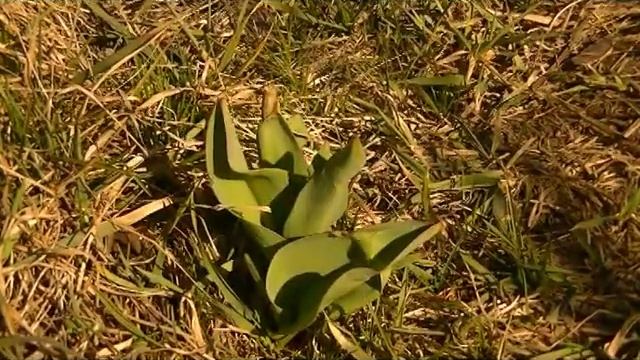 С Полей про тюльпаны. смотреть онлайн