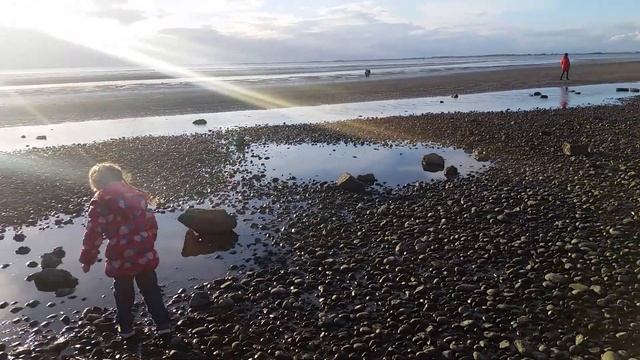 крабы, раки отшельники смотреть онлайн