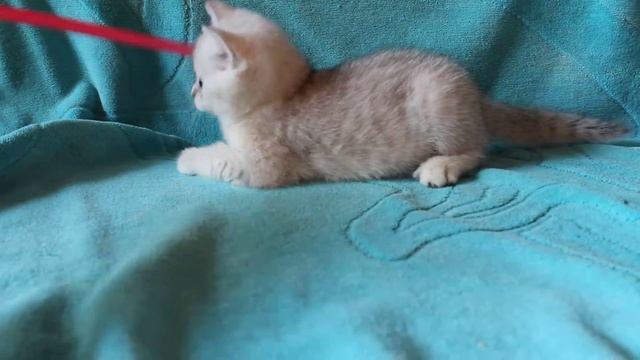 британская серебристая шиншилла смотреть онлайн