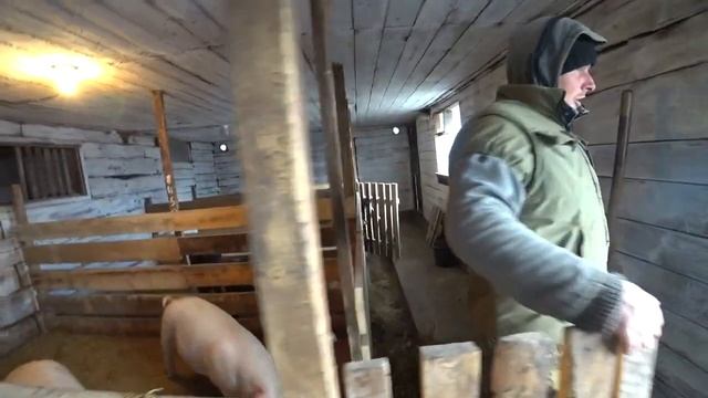 Наши будни в деревне. Перевод быков в сарай. Омск Москаленки. смотреть онлайн