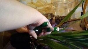 Пересадка орхидеи ЦИМБИДИУМ после покупки.