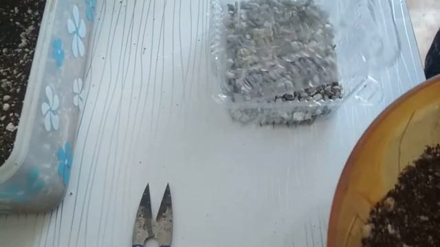 Сеем семена адениума смотреть онлайн