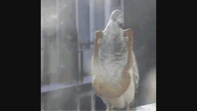 Голуби кружат над детским садом