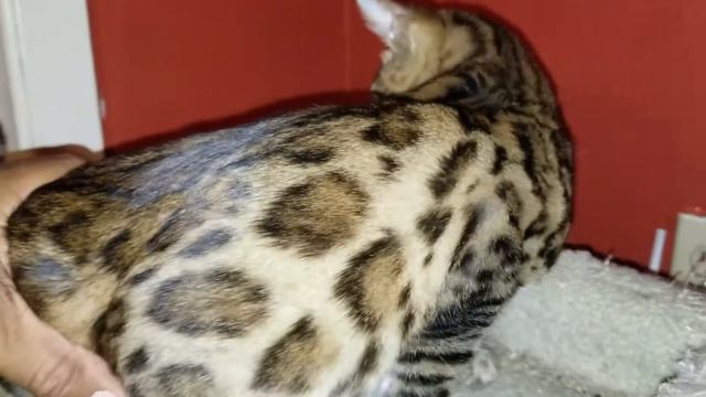 Pretty Girl Bengal смотреть онлайн