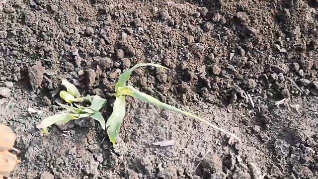 Даём кислород кукурузе, первая прополка смотреть онлайн