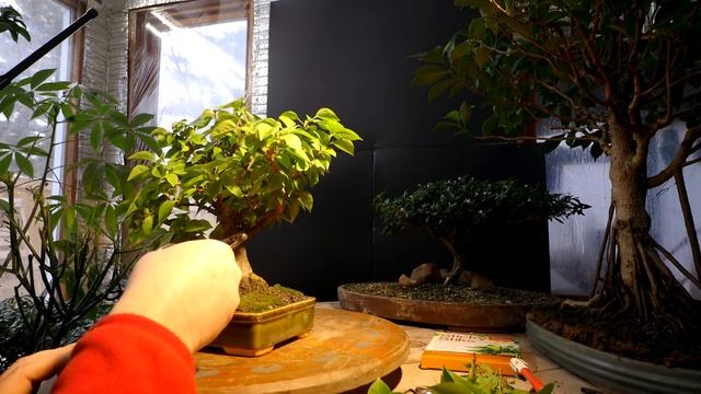 Pink Pixie Bougainvillea Bonsai Update, The Bonsai Zone, Dec 2019 смотреть онлайн