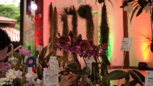 Como cultivar CATTLEYA SCHILLERIANA смотреть онлайн