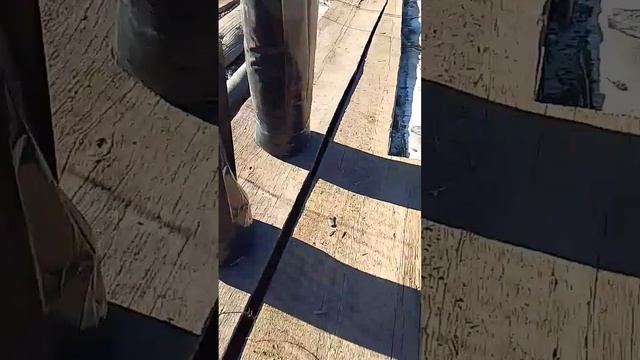 Маньчжурский Орех. Обзор. #орех #саженец #зкс #какпосадить смотреть онлайн